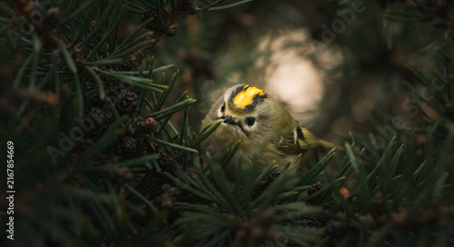 Goldcrest bird perched in a pine tree