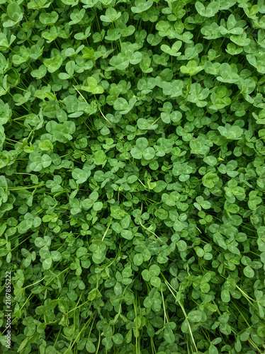 Lush green clover field seen from directly above creating a vibrant seamless natural grass texture map.