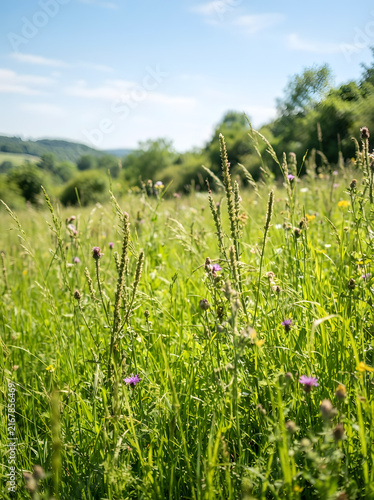 Wild meadow grass and purple flowers in sunny summer field with soft focus mountains in peaceful landscape view.