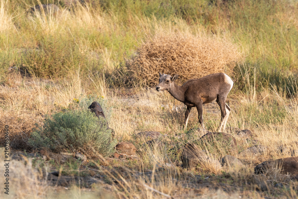 Fototapeta premium Bighorn Sheep in Shrub-Steppe Habitat at Ginkgo Petrified Forest State Park