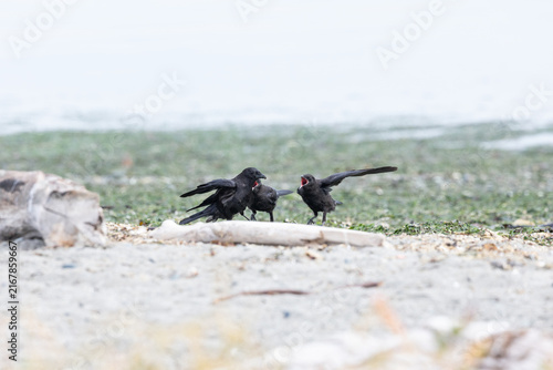 Obraz na plátne Juvenile American Crows Begging for Food from Adult in Washington