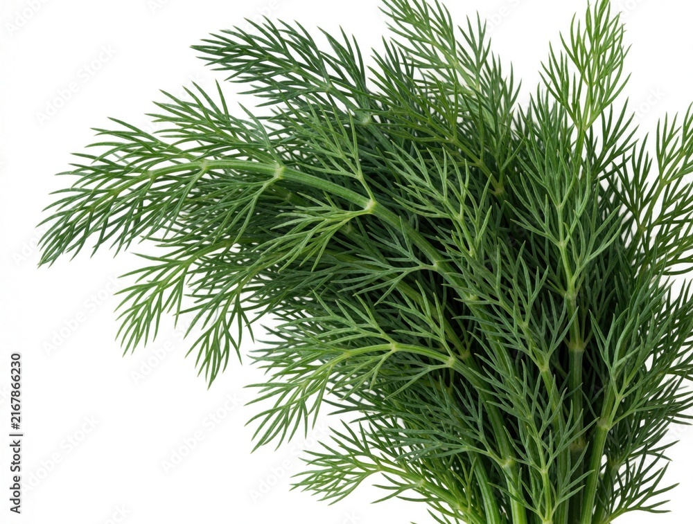 Fototapeta premium Fresh green dill bunch isolated on white background. Organic herb sprigs with feathery leaves for cooking food. Healthy aromatic vegetable ingredient used in culinary recipes. Raw plant stems for