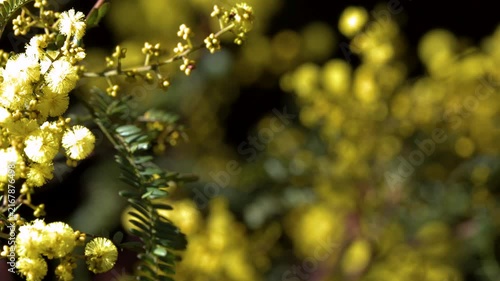 Yellow Wattle Acacia Blossoms Swaying in the Blue Mountains