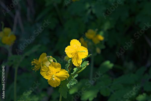 有毒の植物クサノオウ