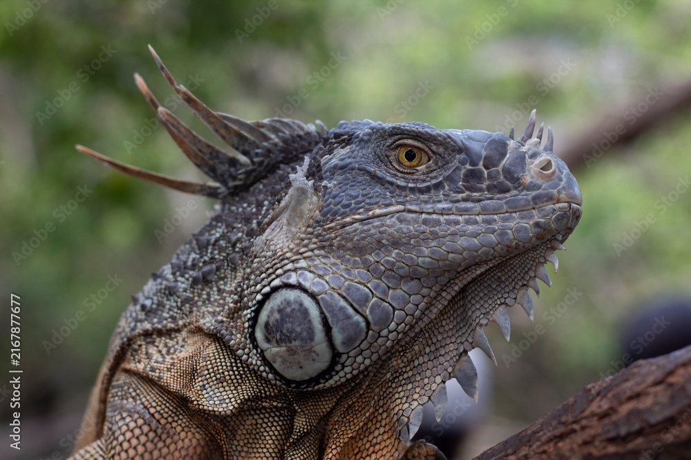 Fototapeta premium Iguana verde