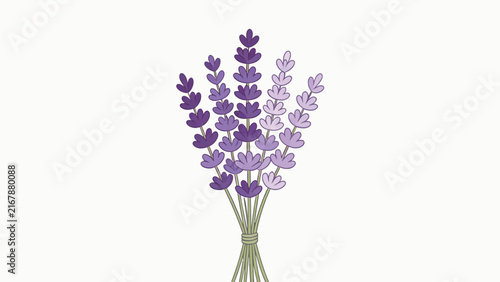 Hand-drawn illustration of a lavender bouquet with purple flowers and green stems tied together