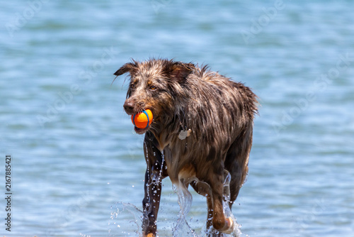 Bild auf Leinwand Wet brown merle dog runs through shallow water carrying a bright orange ball, wi