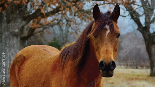 Foto portrait of a horse