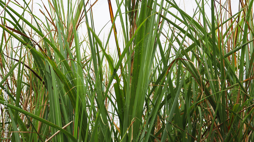 Fototapeta premium Tall green grass blades growing densely in natural environment