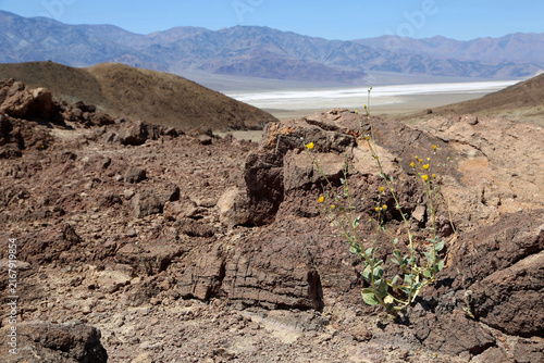 Yellow flower in the desert - Death Valley National Park, California