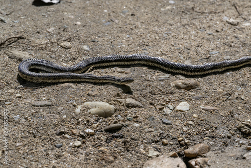 snake on the ground in the wild