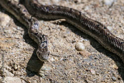 snake on the ground in the wild