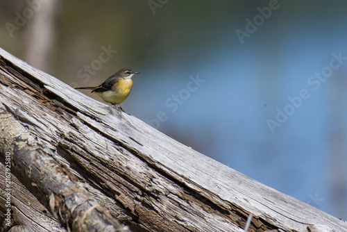 Yellow Wagtail perched on a log