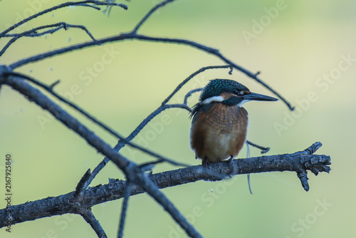 A kingfisher on a branch