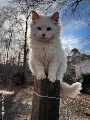 Fotografie Fluffy White Cat with Blue Eyes Perched on a Wooden Fence Post