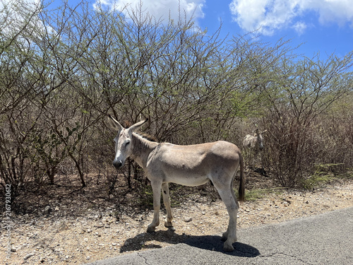 Photography Wild Donkey