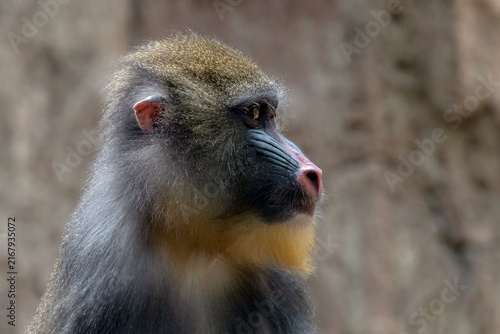 Photography A portrait of a juvenile mandrill