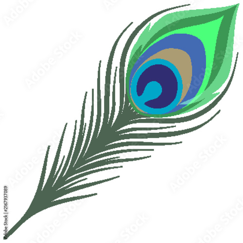 Stylized Peacock Feather Vector Illustration Isolated on White Background