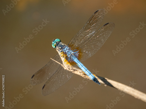 Cuadro en lienzo Closeup of a blue dasher dragonfly insect