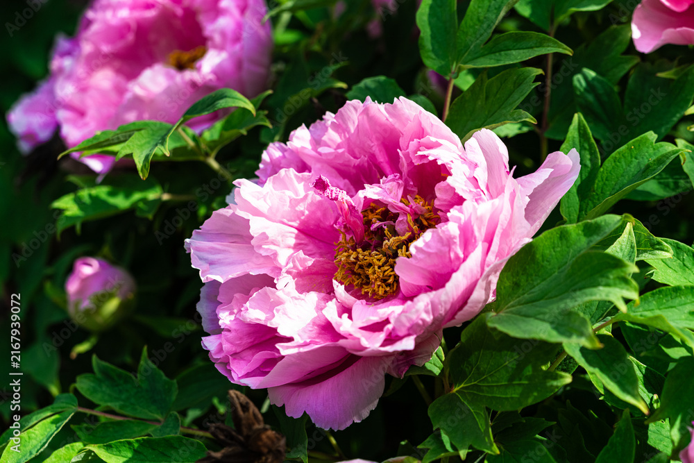 Obraz premium pink peony flower