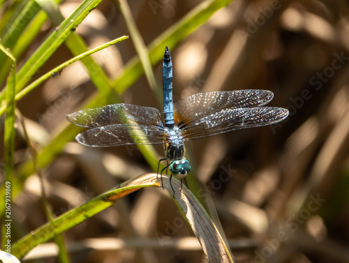 Konstfotografi Closeup of a blue dasher dragonfly insect