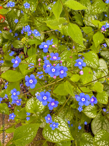 Canvastavla Flowers provide color in a garden setting. Brunnera macrophylla