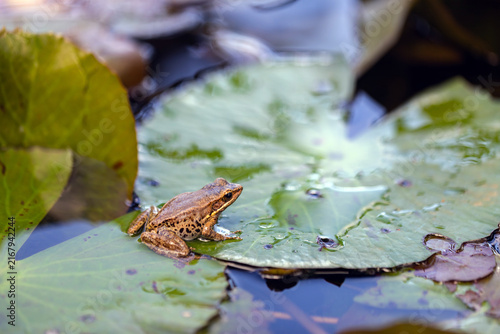 Young frog on pad of water lily in backyard garden pond.