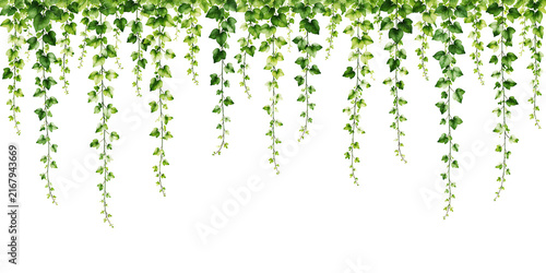 Hanging green ivy vines and leaves cascading on white background with cascading decoration isolated background vertical