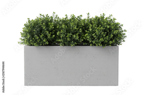 A rectangular concrete planter box filled with lush green boxwood shrubbery isolated on a white background, for interior or, exterior decor use
