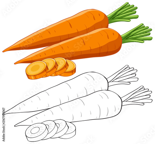 Vector Illustration of Fresh Whole and Sliced Orange Carrots
