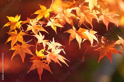 光に透かされた楓の紅葉