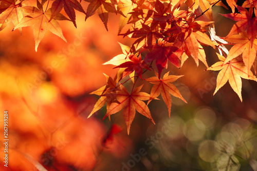 陽に照らされた赤く色づいた楓の紅葉