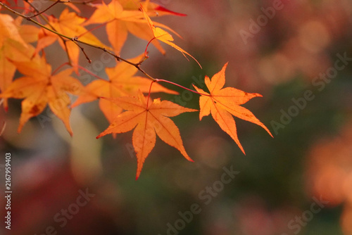 光に透かされた楓の紅葉