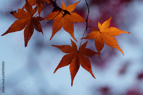 光に透かされた楓の紅葉