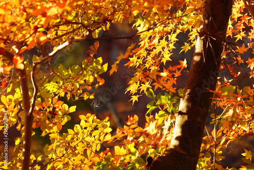 光に透かされた楓の紅葉