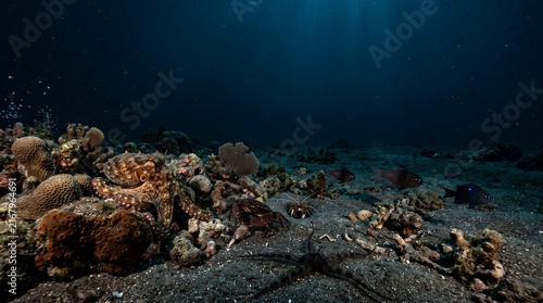 Night Hunters on the Seafloor – Nocturnal Marine Wildlife