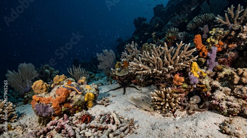 One Night in the Tiny Reef Kingdom – Nocturnal Marine Ecosystem