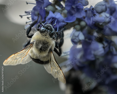 Obraz na plátne Detailed frontal macro portrait of a bumblebee clinging to purple flowers with its translucent wings spread