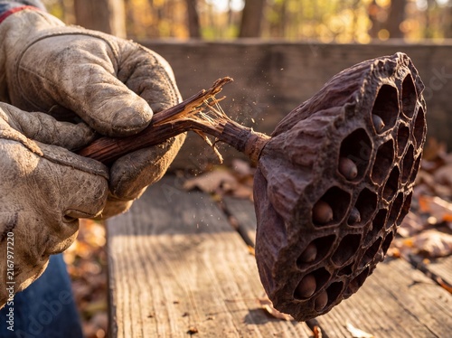 Hands in Gloves Snapping Dry Lotus Seed Pod Stem on Wooden Surface Amidst Autumn Leaves