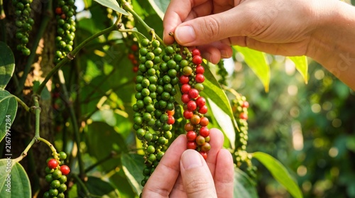 Hands picking ripe red and green peppercorns from a vine in a lush plantation, highlighting the harvest of this aromatic spice.