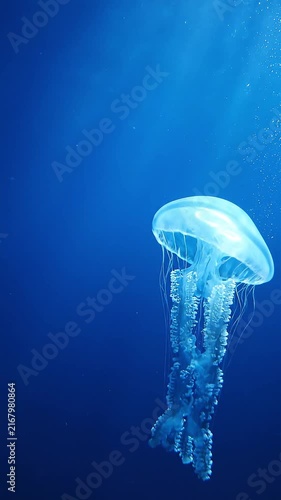 A translucent jellyfish drifts gracefully in the deep blue ocean, its delicate tentacles trailing behind in the underwater current, creating a mesmerizing aquatic scene