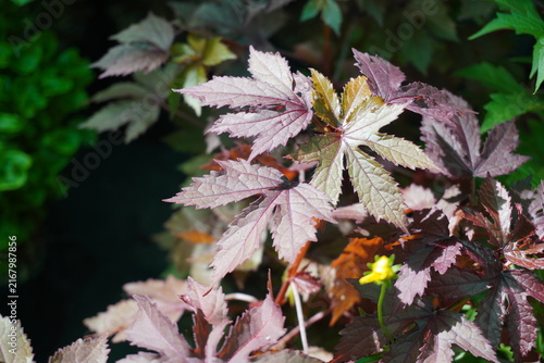 The maple hibiscus plant has reddish-brown leaves with deeply serrated edges, resembling maple leaves. It's in a pot and receives morning sunlight.