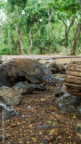 Quadro su tela Komodo Dragon Portrait in Komodo National Park