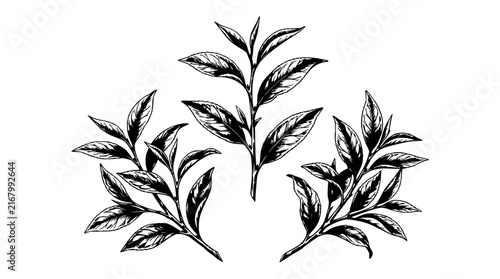Tea plant sprigs set with detailed leaves featuring botanical illu
