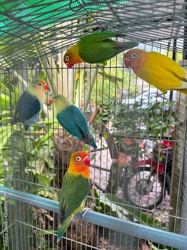 Obraz na plátně Colorful Lovebirds Perched Together Inside a Bird Cage