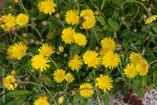 Flowering of the mouse-ear hawkweed (Pilosella officinarum), a perennial herbaceous plant of the Asteraceae or Compositaceae family on the Baltic Sea coast, Strelna, St. Petersburg, Russia