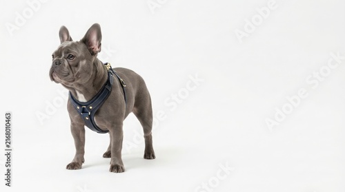 Adorable blue French bulldog standing in a studio with a leather harness looking away isolated on a clean white background with copy space