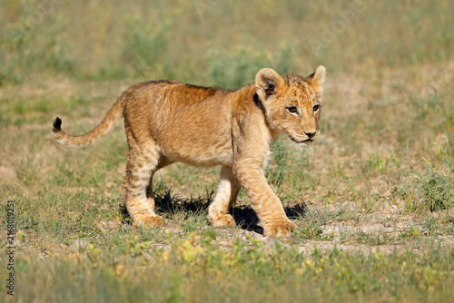 A small African lion cub (Panthera leo) walking in natural desert, Kalahari desert, South Africa