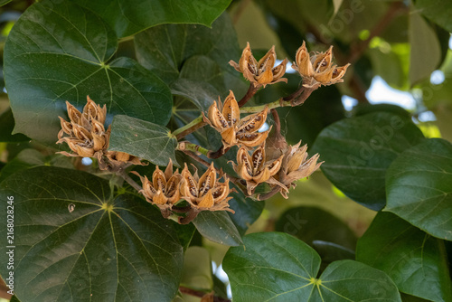 Close up of brown, dried seed pods on a branch surrounded by large, vibrant green leaves. Natural plant detail.