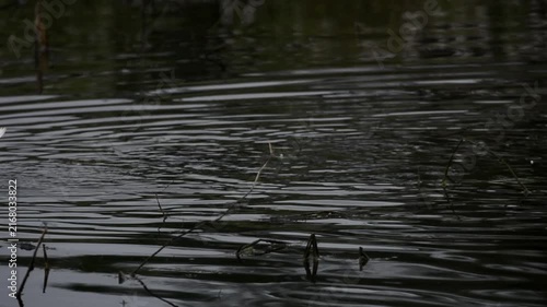 A peaceful scene of white ducks swimming together across calm water. Their reflections ripple gently on the surface, creating a beautiful natural atmosphere.